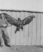 An eagle that Papa had accidently shot ('I was trying to just scare it)