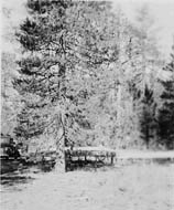 June 1951 - the framed foundation is in place